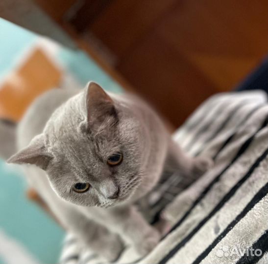 Британская кошка