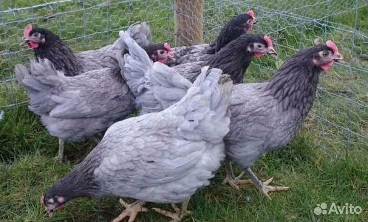 Куры молодки несушки доминант