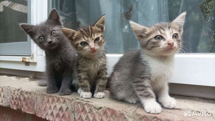 Кошки в добрые руки