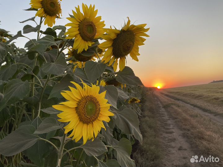 Шрот из семян подсолнечника