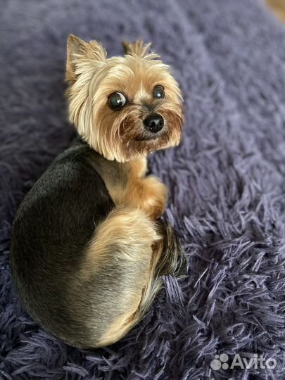 Передержка для собак/котов/грызунов