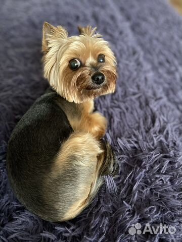 Передержка для собак/котов/грызунов