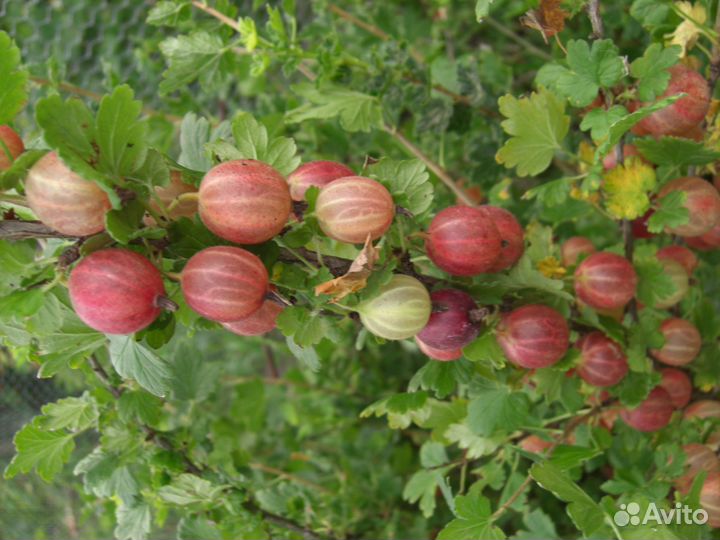 Крыжовник Пакс (саженцы) осень 2023 г