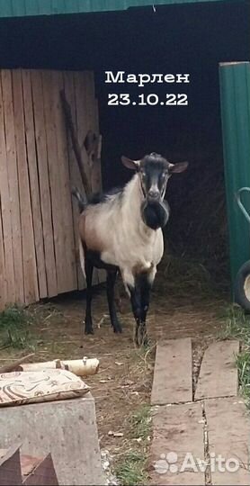 Козел альпийский