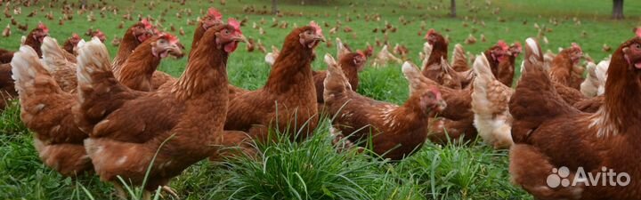 Куры-Несушки Гарантированно Молодые Скоро Яйцо