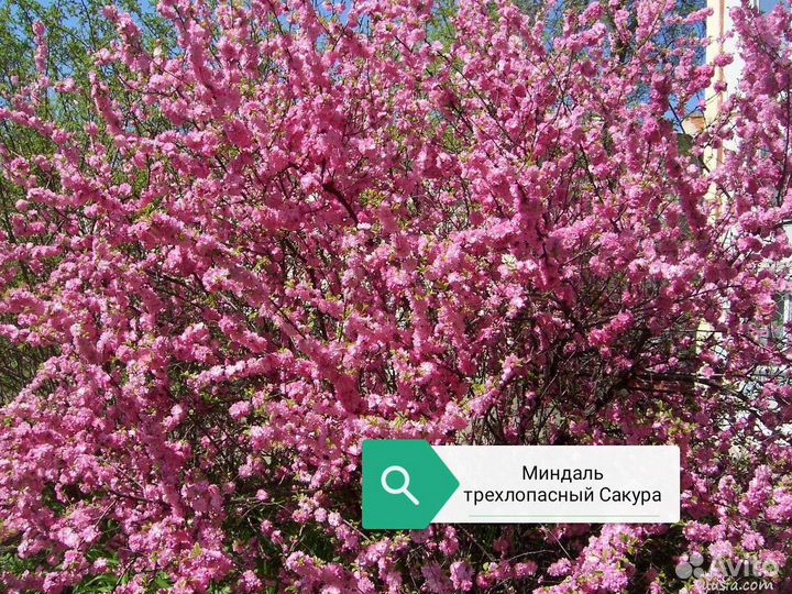 Саженцы плодовых и лекоративных деревьев и кустарн