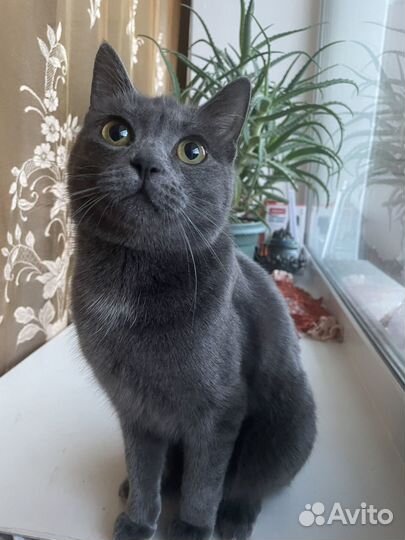 Кошка в добрые руки