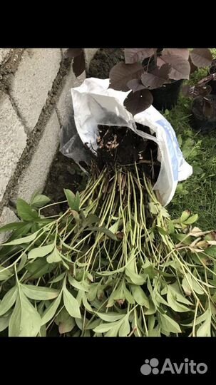 Пионы саженцы