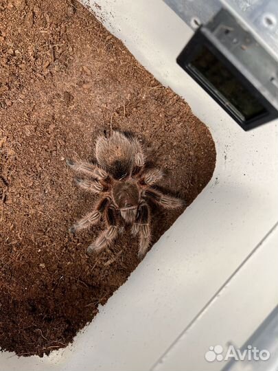 Паук Grammostola rosea red и Grammostola pulchra