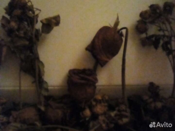 Сухие цветы