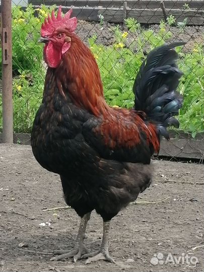 Петухи молодые