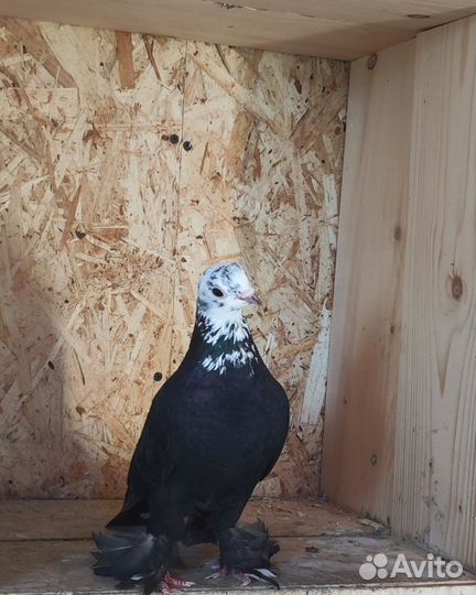 Голуби леушковские