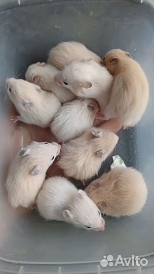 Сирийские хомяки