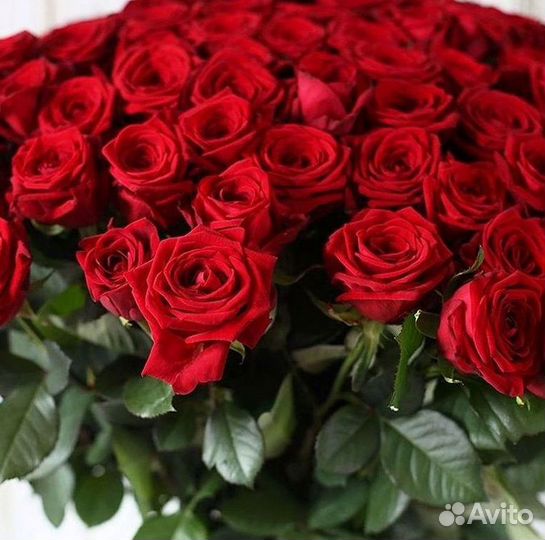 Розы Высокие 150см 160см 170см 180см 190см 2м