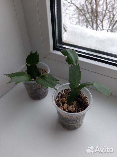 Декабрист шлюмбергера желтый