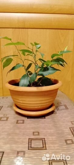 Фикус Бенджамина
