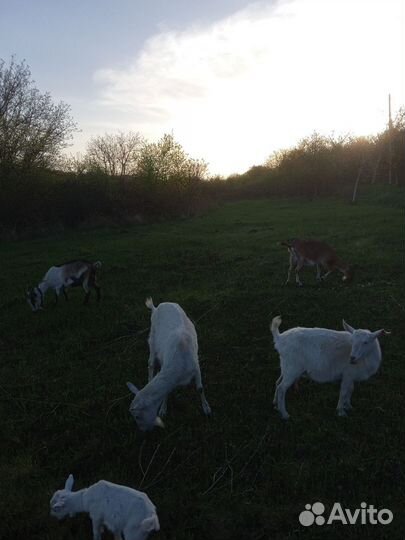 Дойные козы и козел