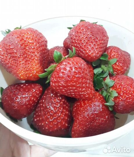 Клубника ведро 5л