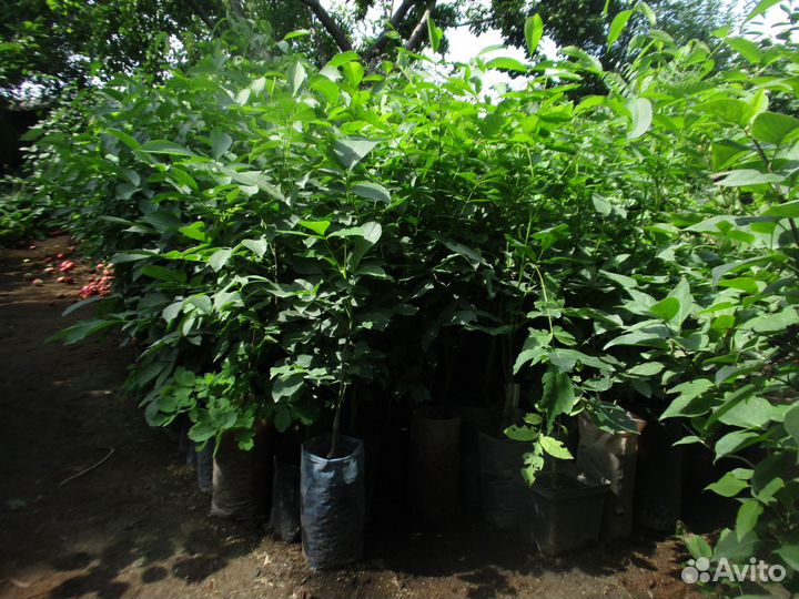 Саженцы орехоплодных садовых растений. зкс