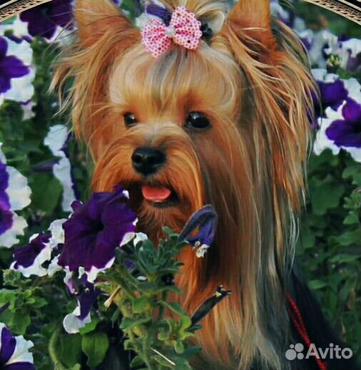 Йоркширский,вязка