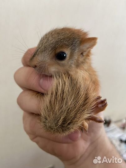 Ручные и вольерные бельчата,отправка в Москву