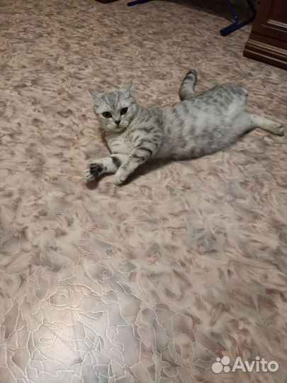 Британская кошка вязка