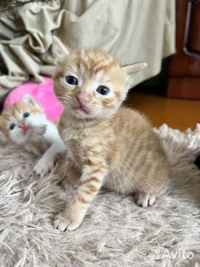 Котята