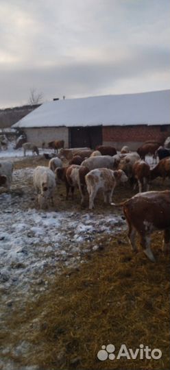 Продаются крс (телки, нетели)