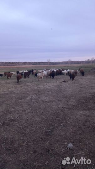 Овцы бараны ягнята оптом