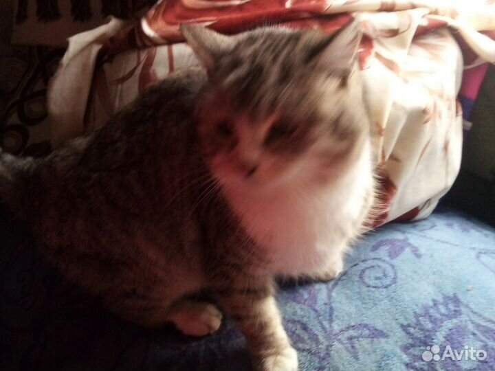 Ориентальные котята