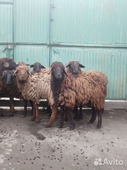 Курдючные бараны овцы