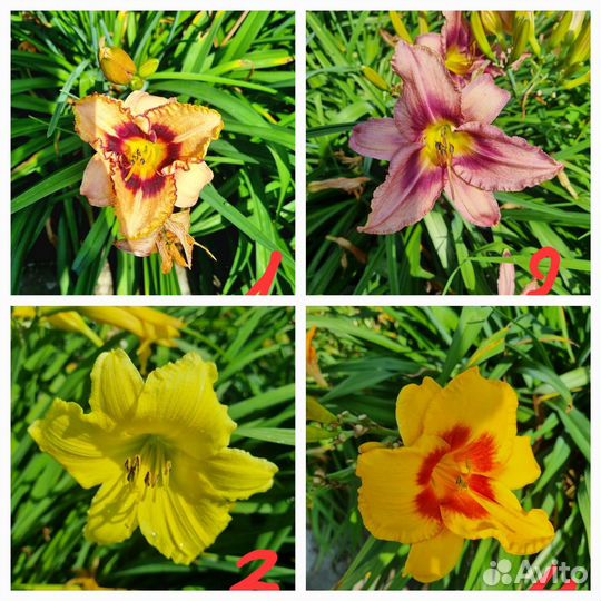 Лилейники сортовые