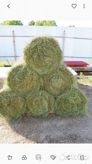 Продам сено в рулонах