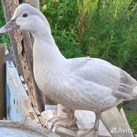 Индоутки немецких тяжёлых линий