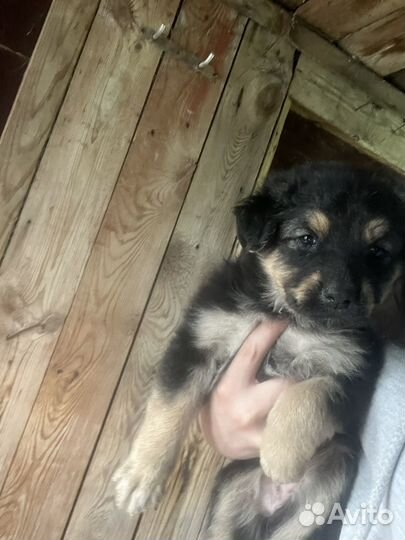 Собака в добрые руки отдам бесплатно