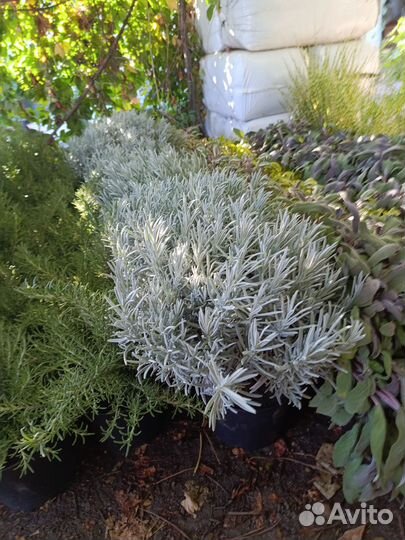 Декоративные растения