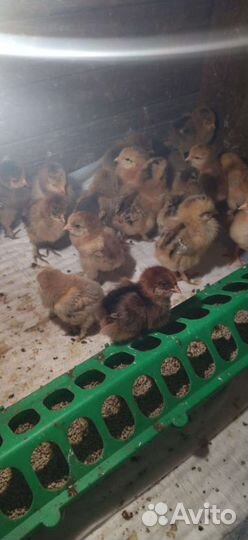 Цыплята Брамы куропатчатые. Яйцо Брама в инкубатор