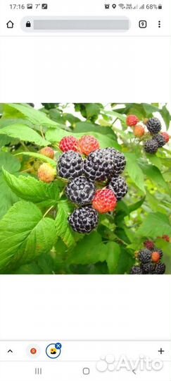 Саженцы ежемалины