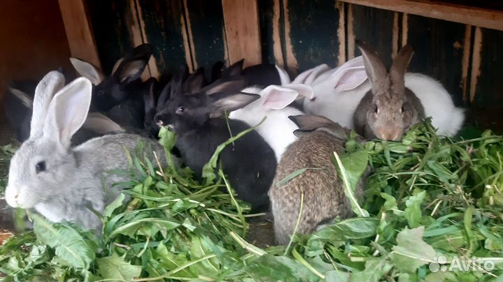 Кролики великаны цены разные