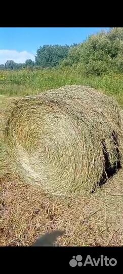 Продам сено в рулонах