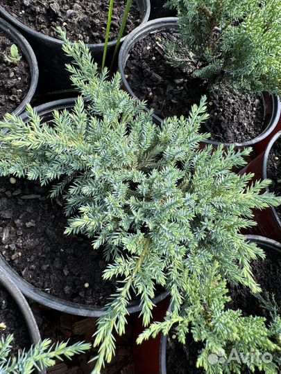 Можжевельник