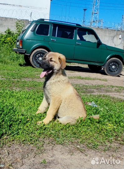 Щенки в добрые руки