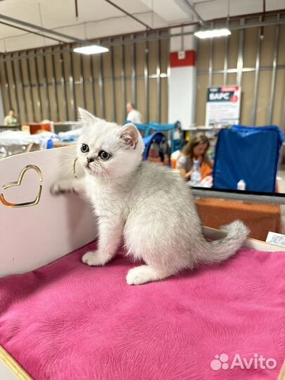 Серебристые котята