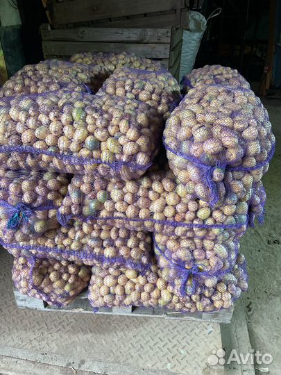 Картофель для животных