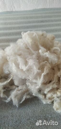 Шерсть овечья мытая
