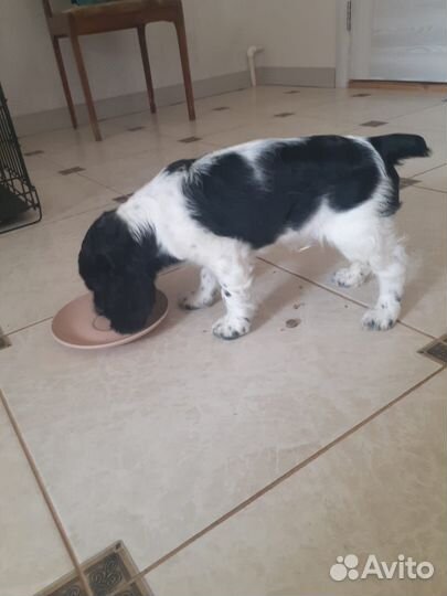 Кокер спаниель