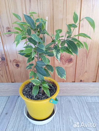 Хойя, декабрист, пуансеттия, фикус Бенджамина