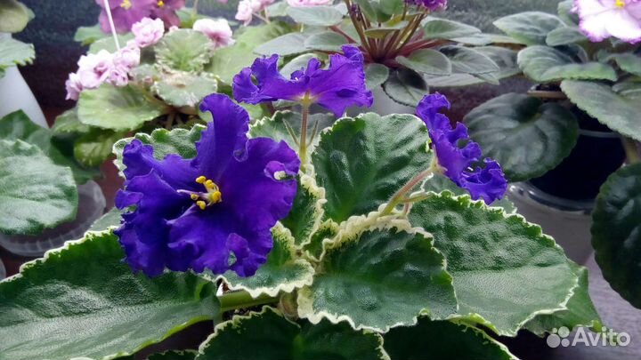 Фиалки сортовые