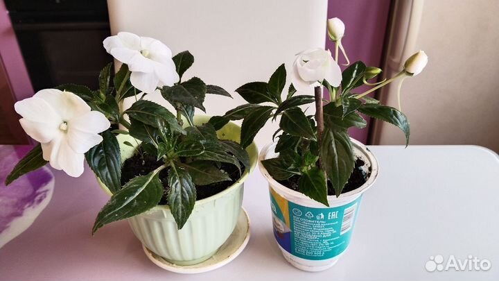 Фиалки, бальзамины, стрептокарпусы, кампанула