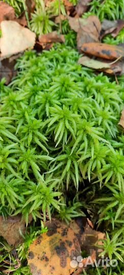 Мох сфагнум